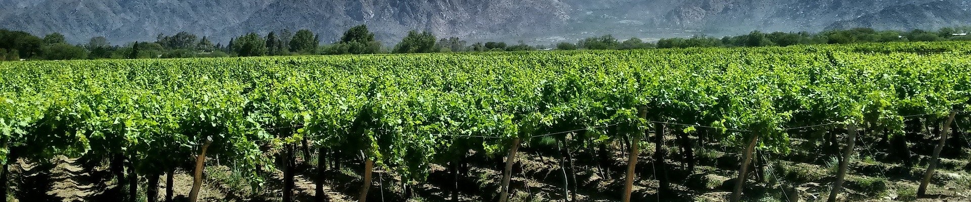 Bodega J.A. Cicchitti