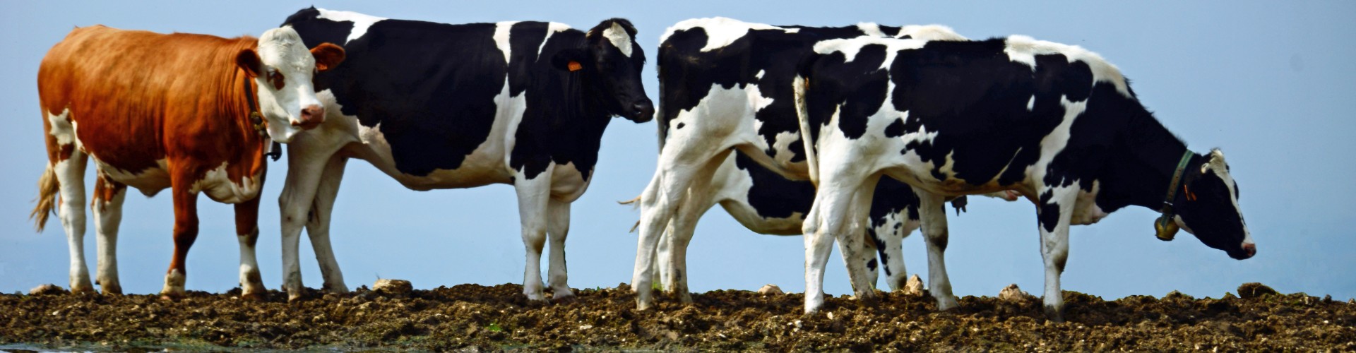 Argentinian Meat Wholesalers